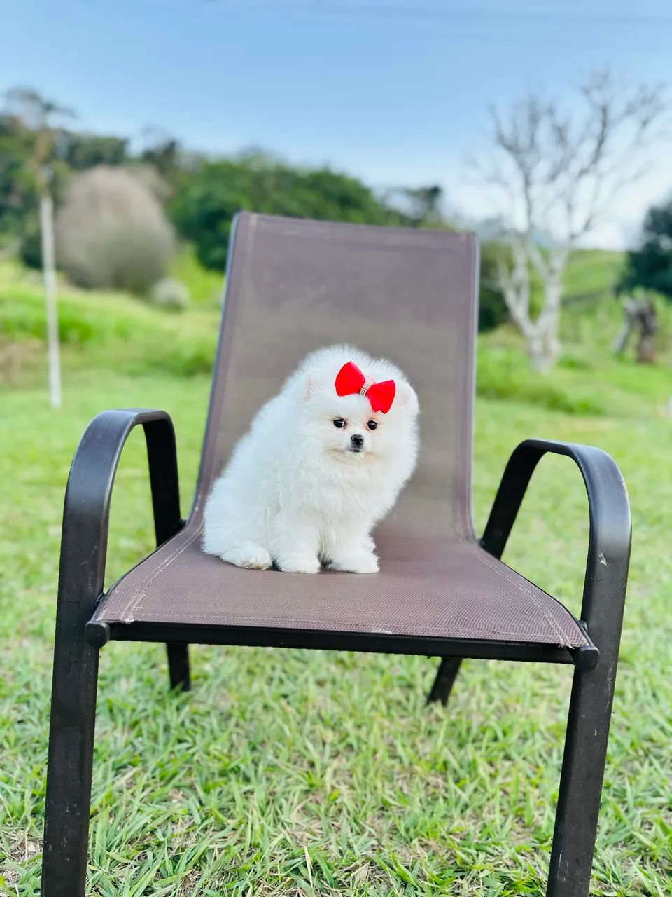SPITZ ALEMÃO ANÃO!!! - Foto 2