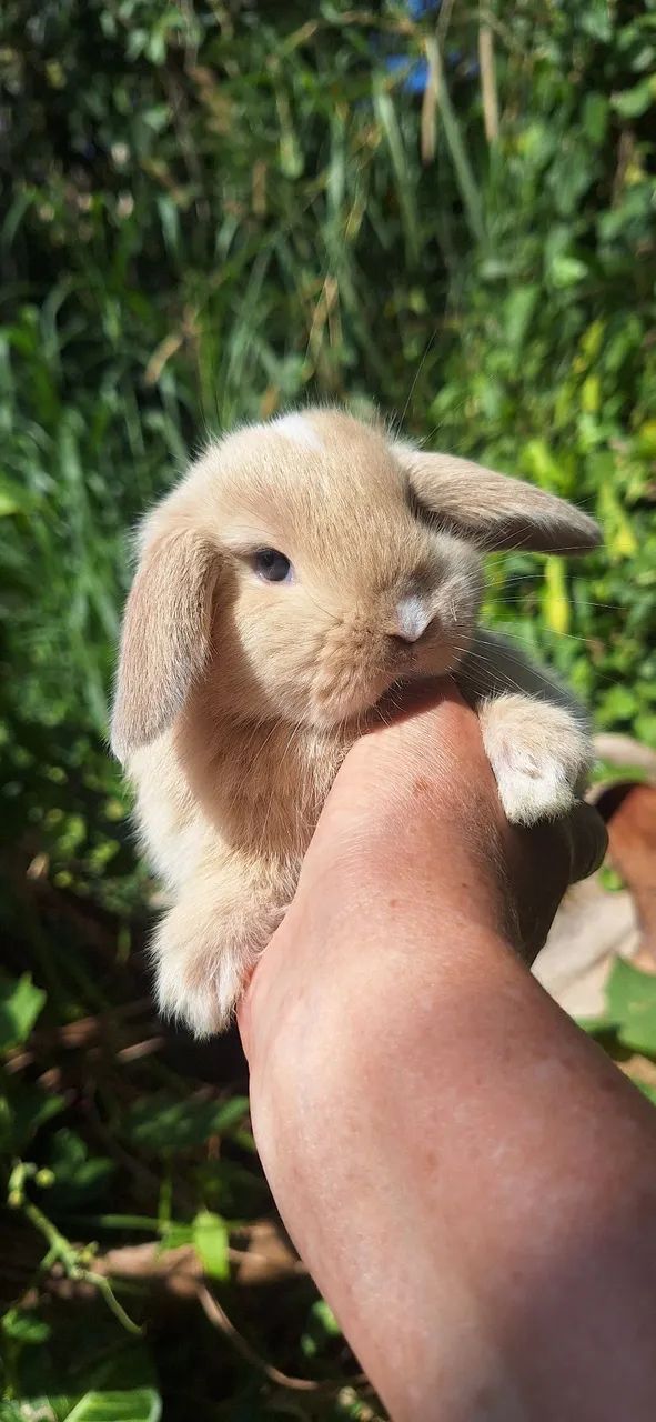 Mini coelhos lop - Foto 3