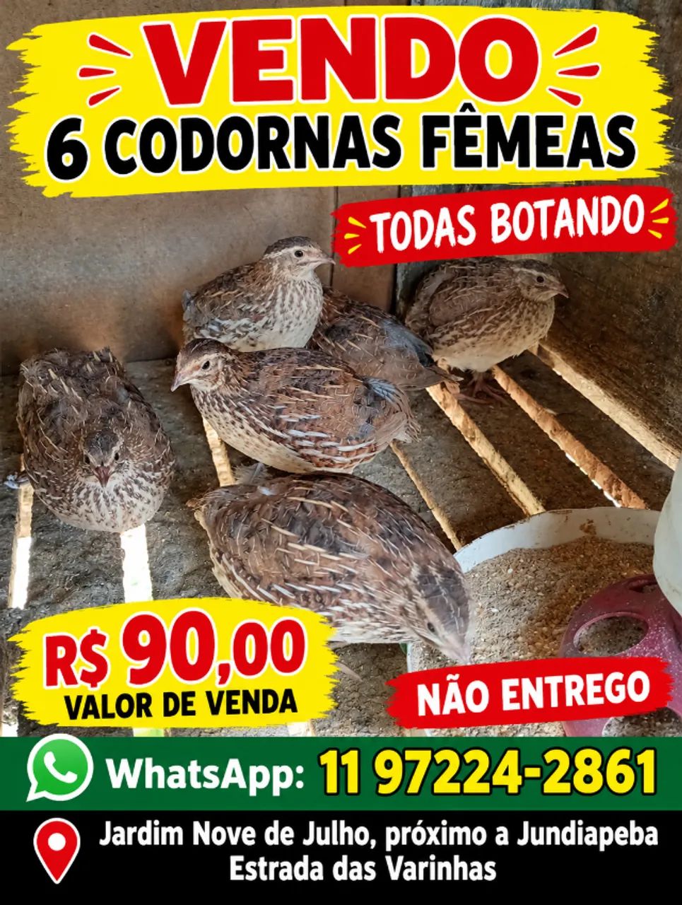 Vendo Codornas 