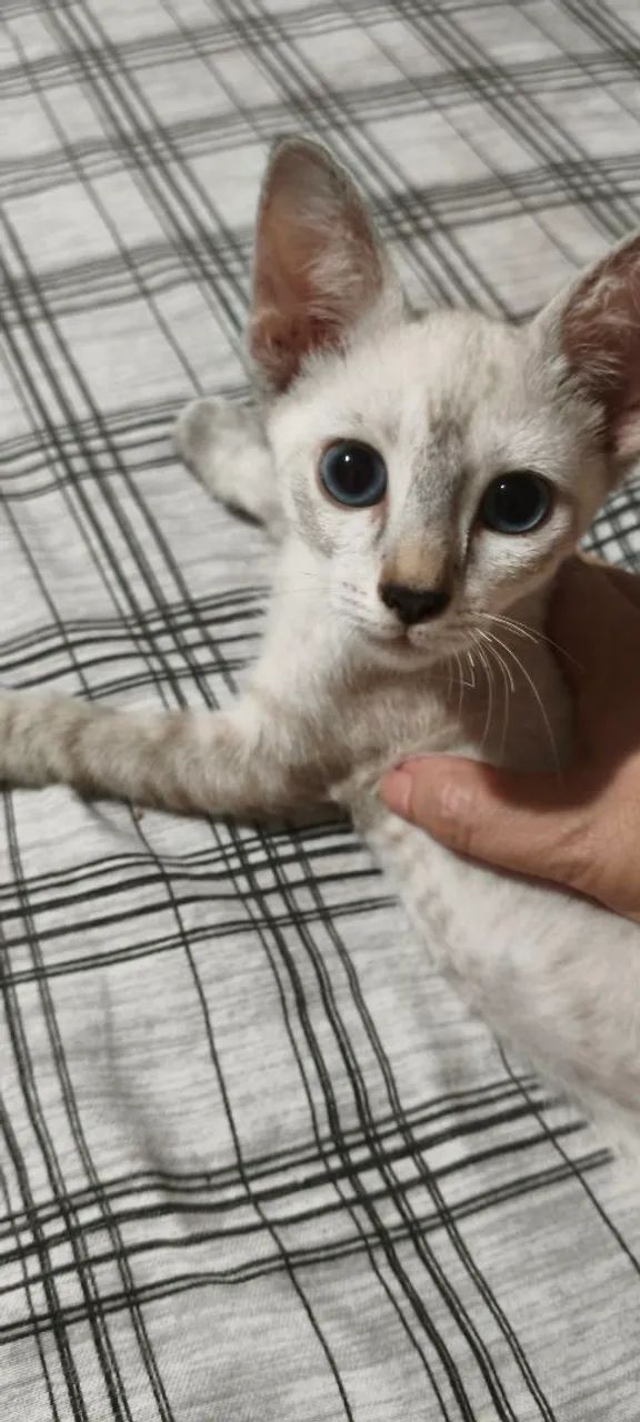 Gatinho para doação