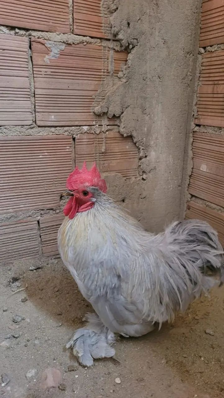 Galo é Galinha Mini Cochin
