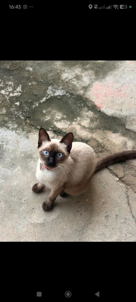 Gata pra adoção 