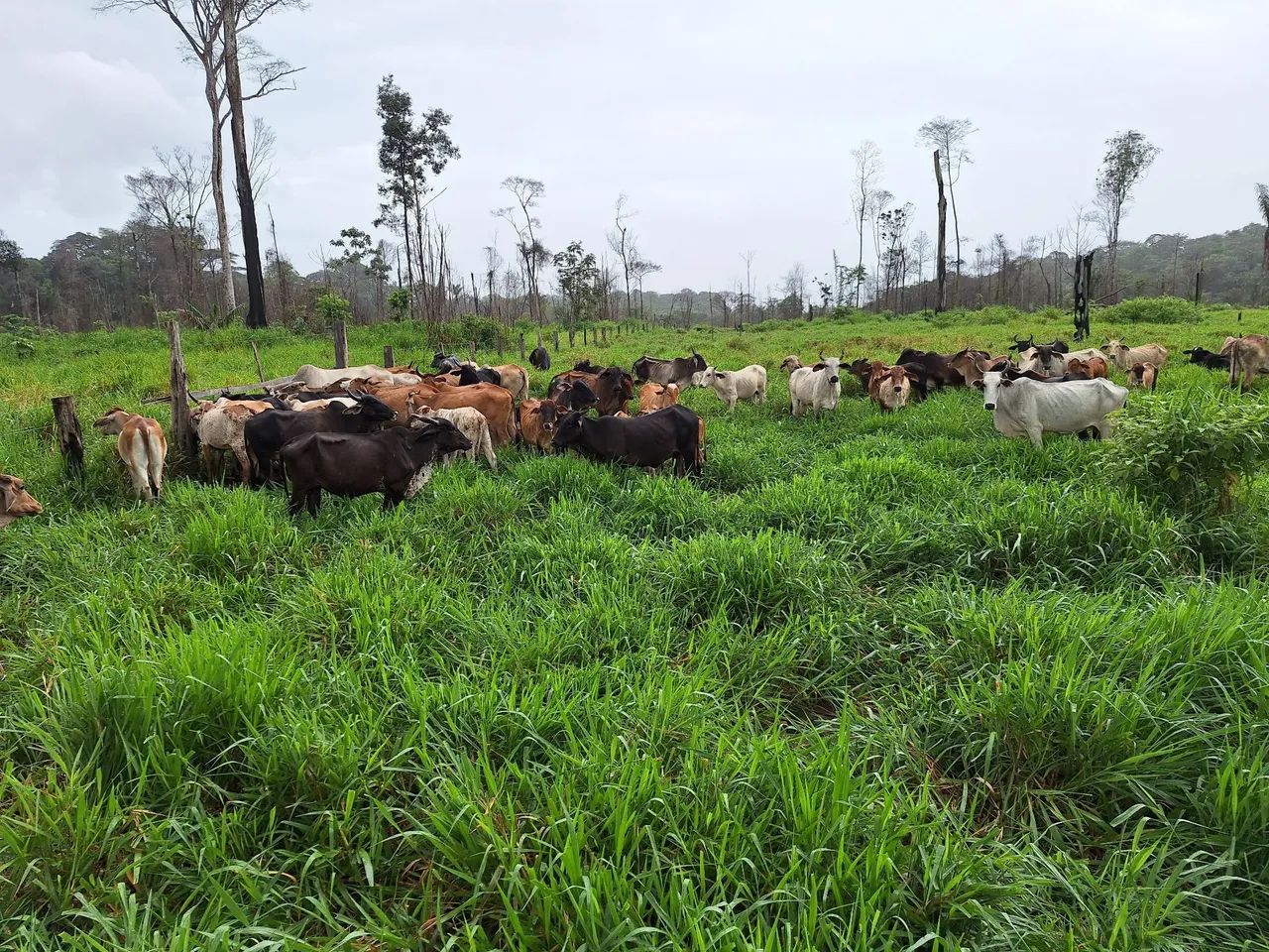 Vendo fazenda  - Foto 2