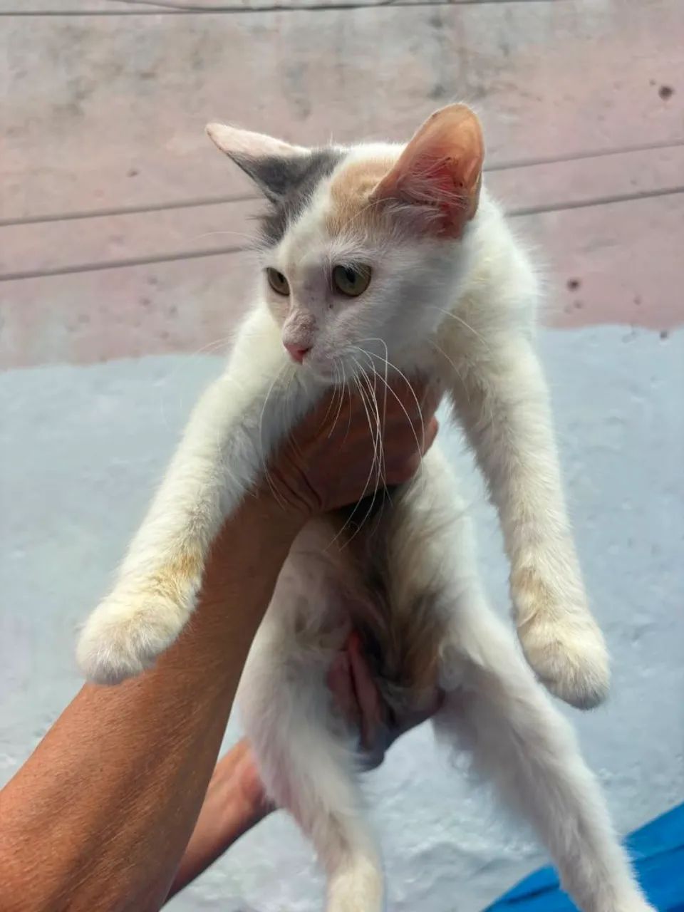 Adoção Responsável  - Foto 4