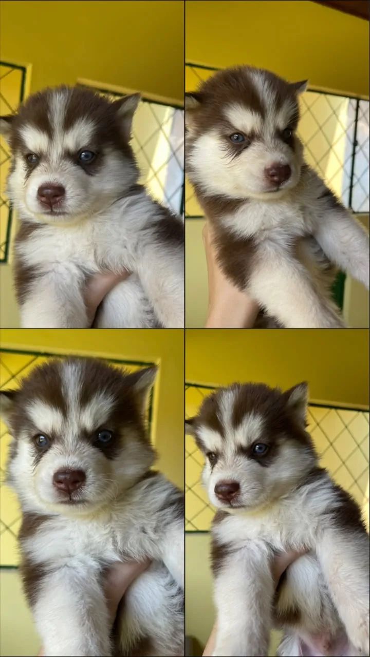 Husky siberiano 