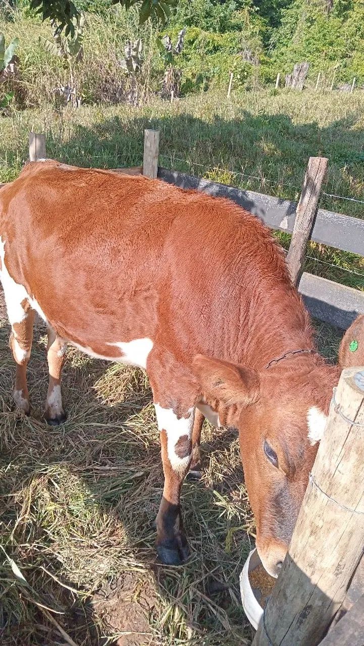 Novilha