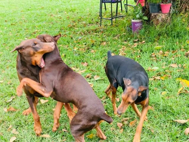 vendo doberman - Foto 5
