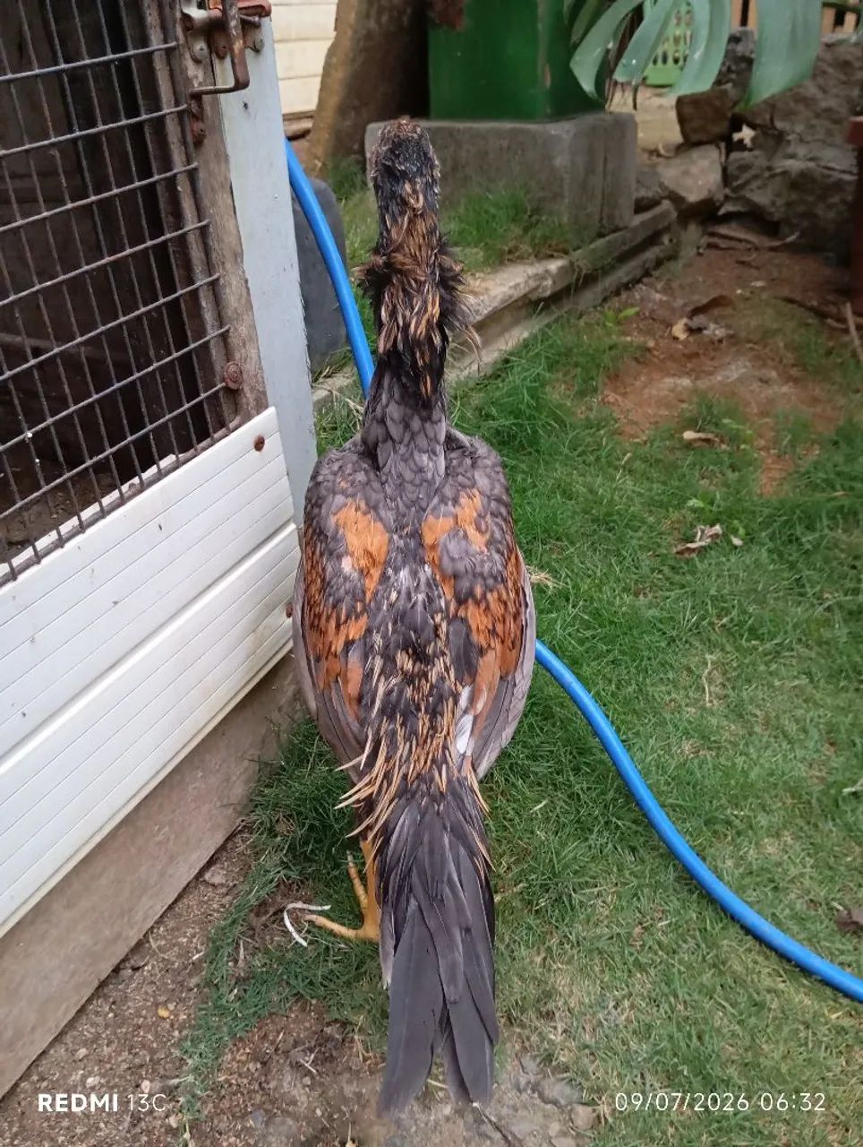 Frango índio puro  - Foto 4