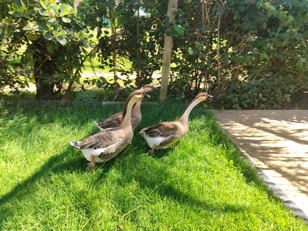 Gansos sinaleiros  - Foto 2