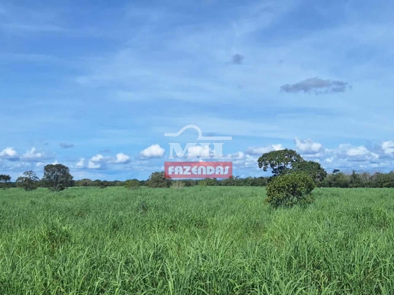 Fazenda 47,3 alqueires ( 228,93 hectares ) Pugmil - Tocantins - Foto 4