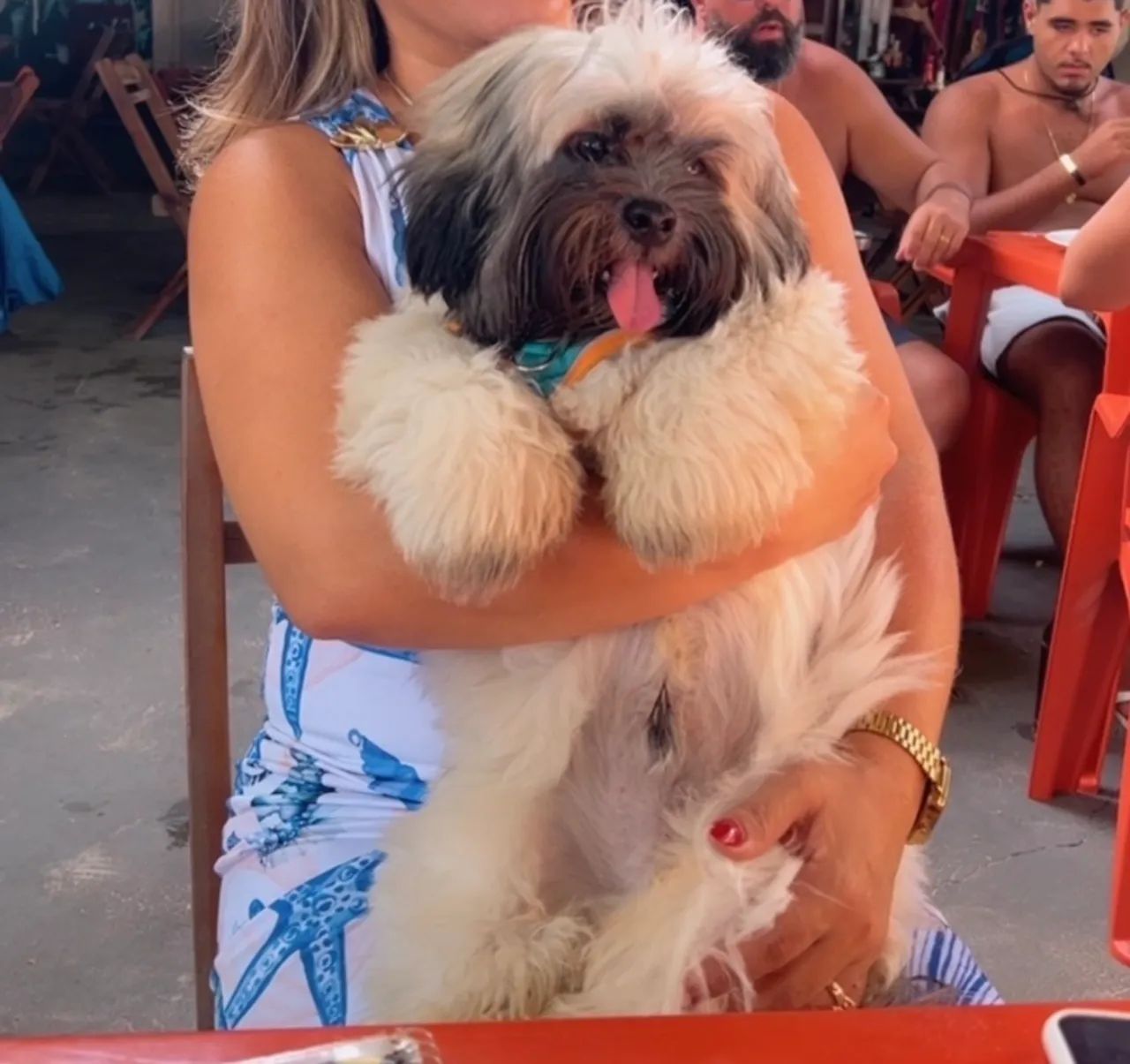Lhasa apso a procura de uma namorada 