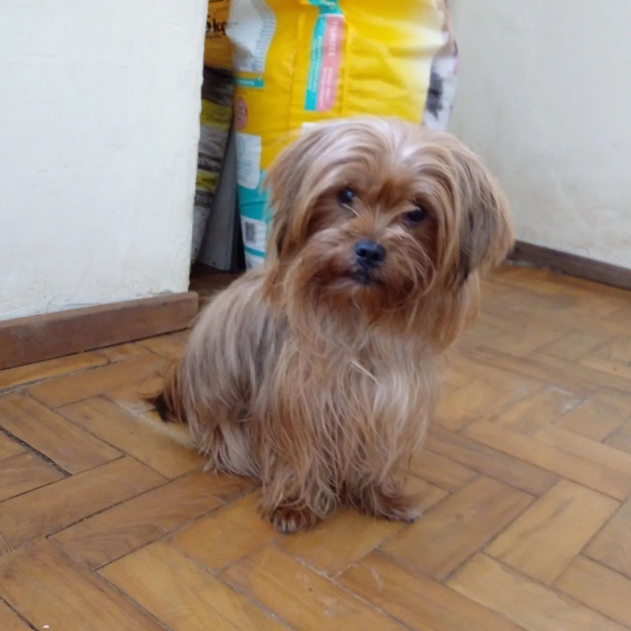 Vendo uma fêmea de York Shire 1 ano e meio 