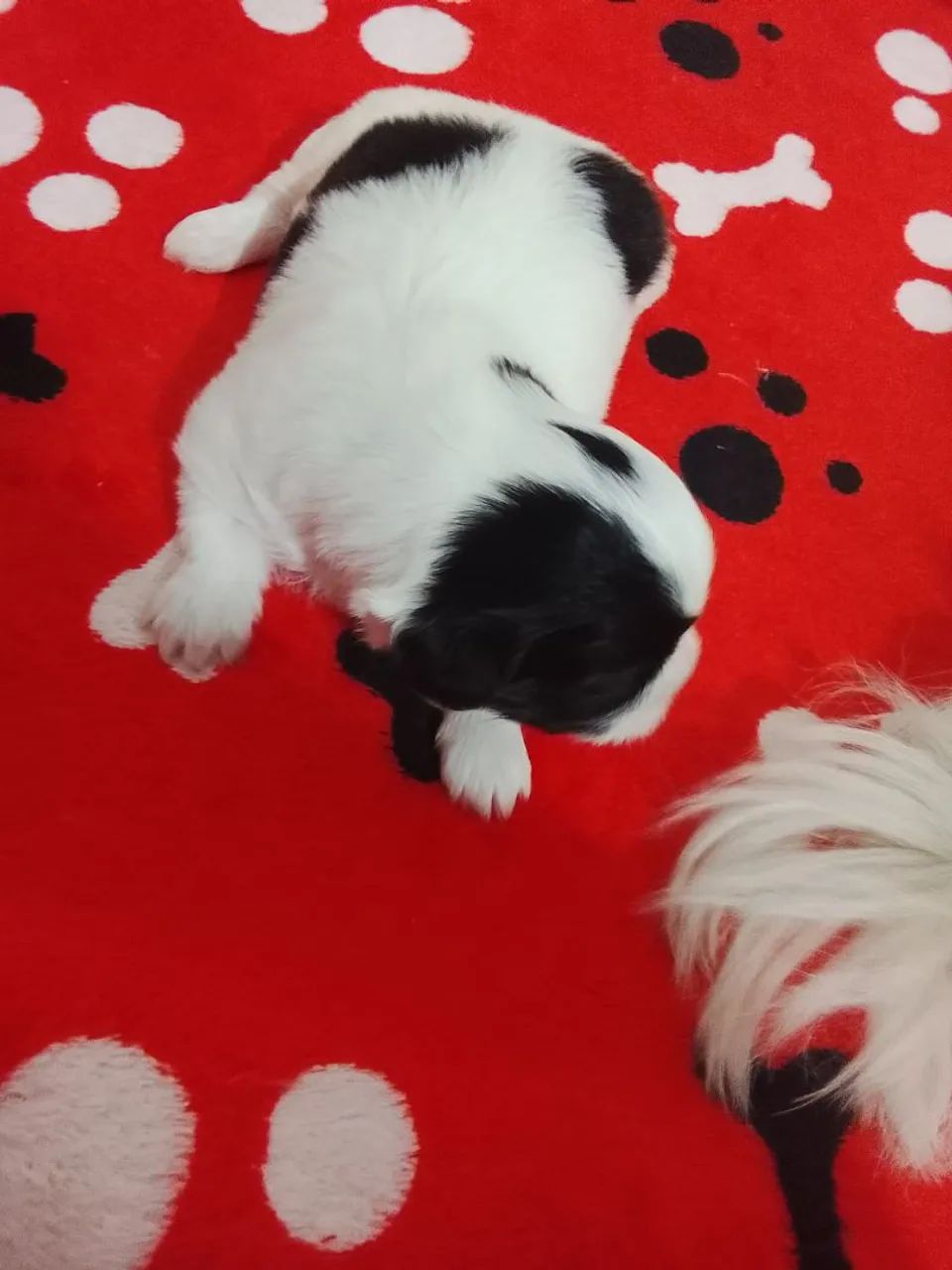 Filhote de shih Tzu