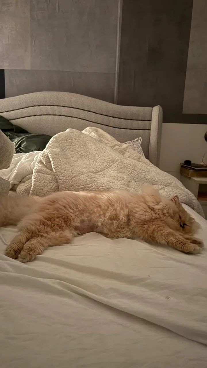 Gato persa 