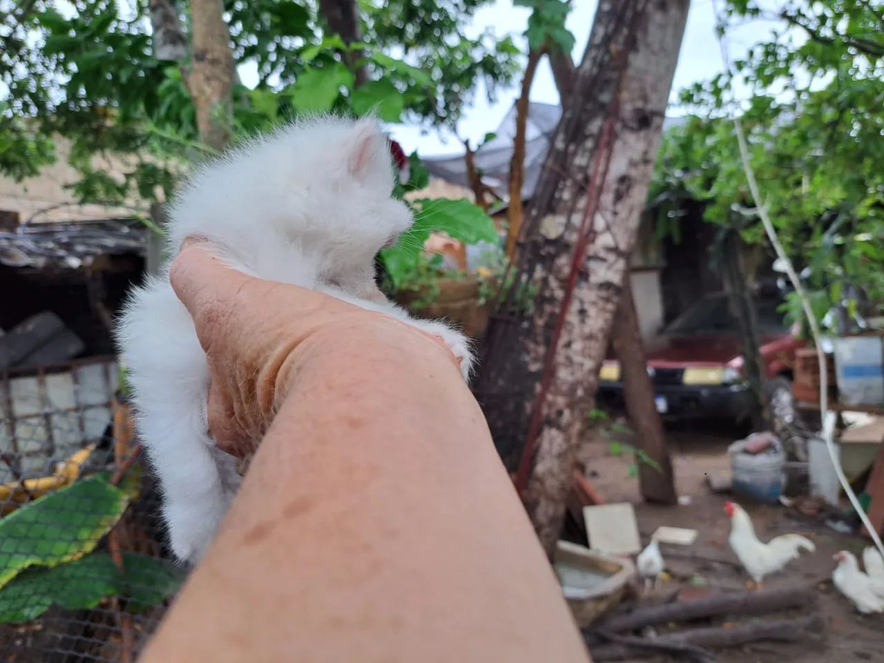 Gatos persas @elisandrapet - Foto 4