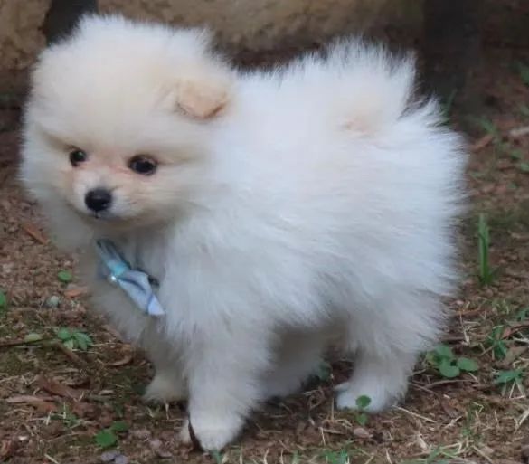 Filhotes de Spitz Alemão com pedigree - Foto 2