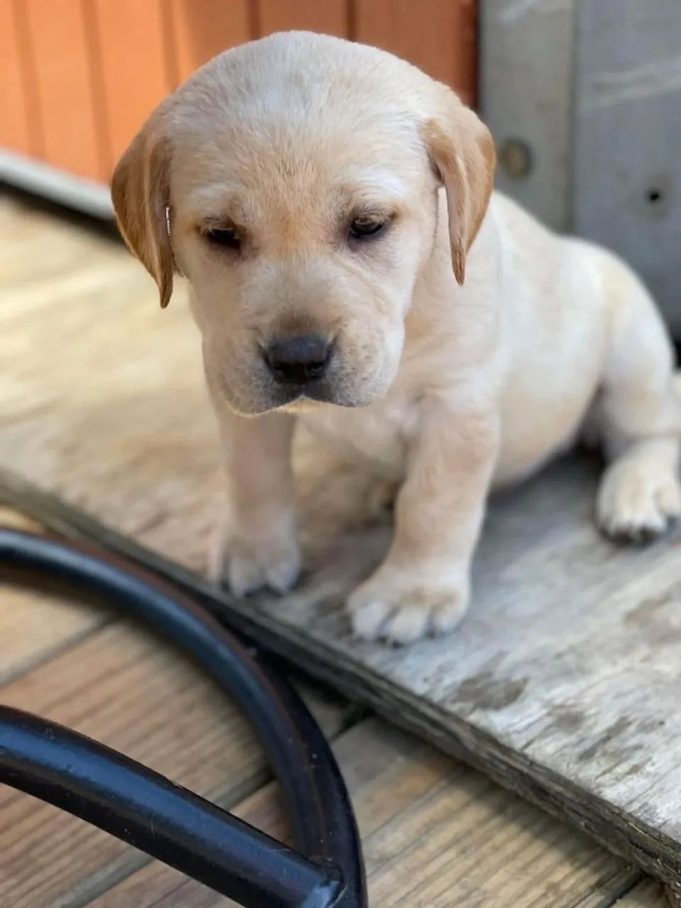 Labrador companheiro 
