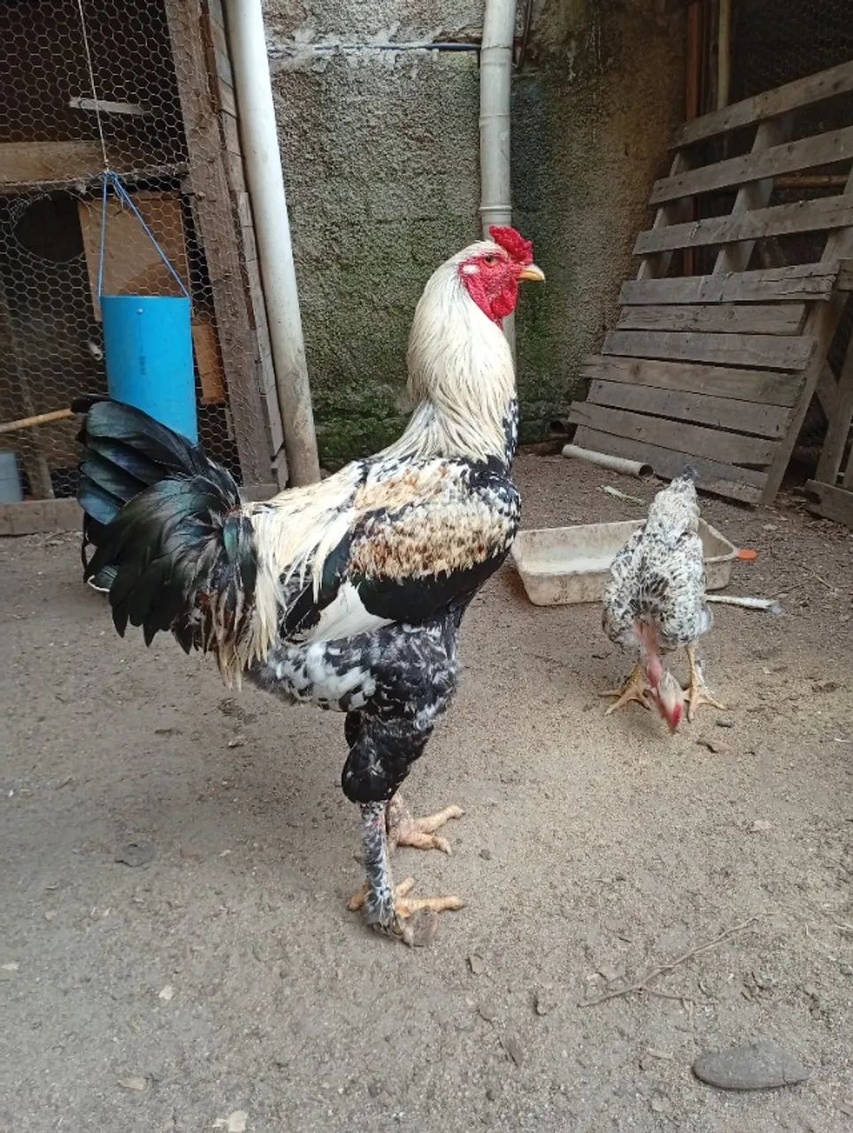Galo 600,00 reais - Foto 4