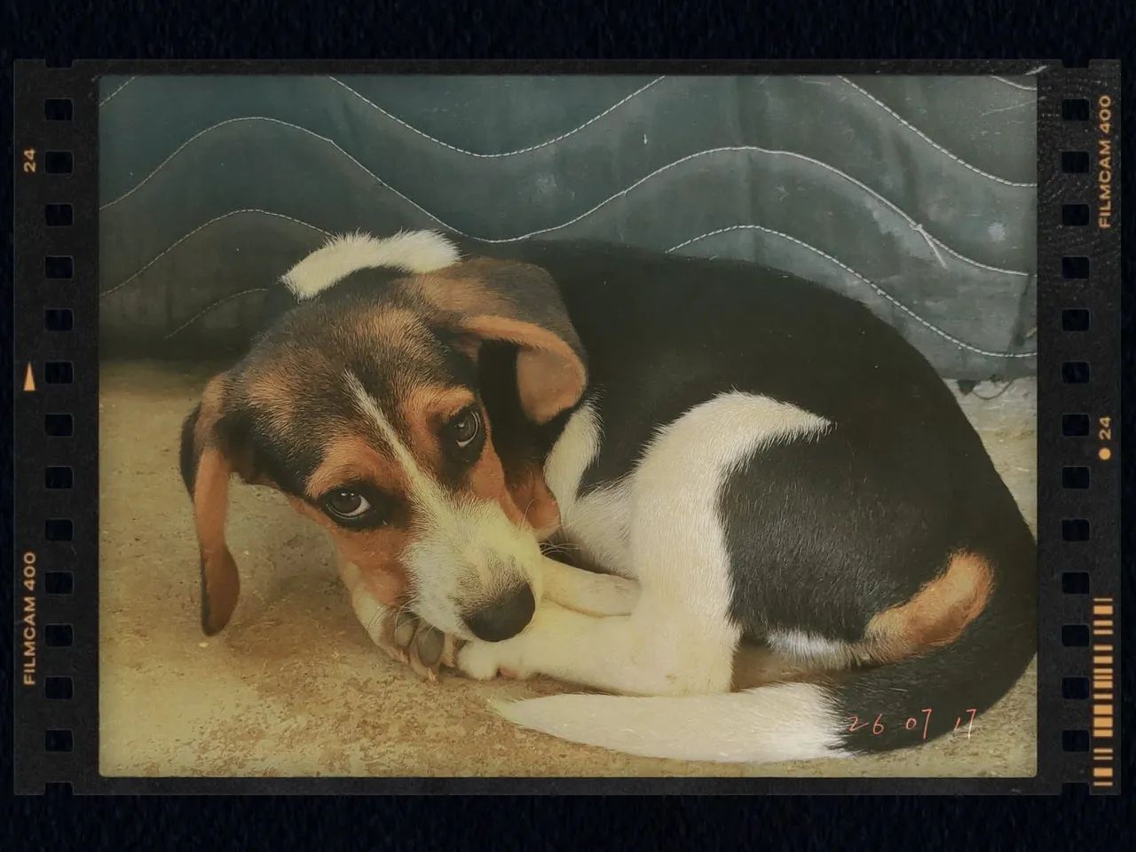 Vendo  Cachorro Beagle  - Foto 2