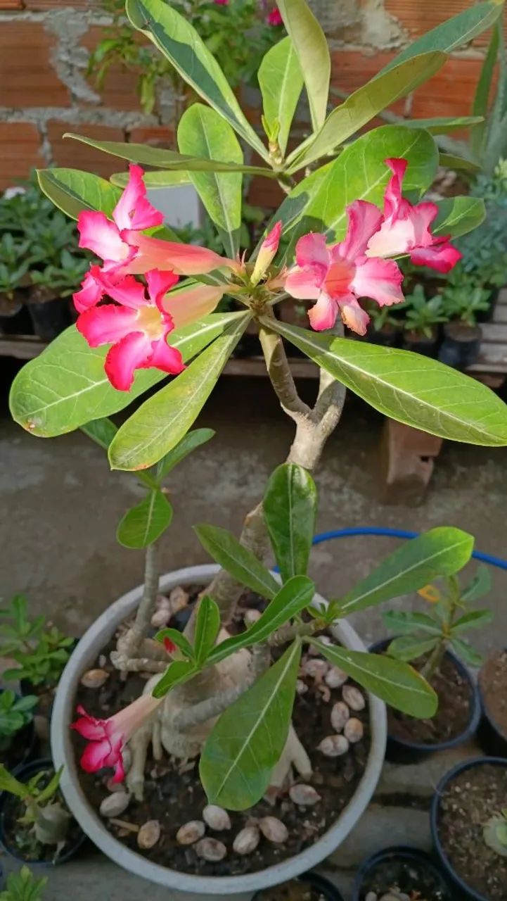 Rosa do deserto  - Foto 2
