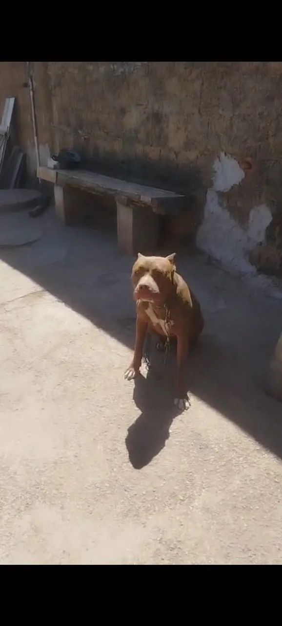 Pitbull 6 meses