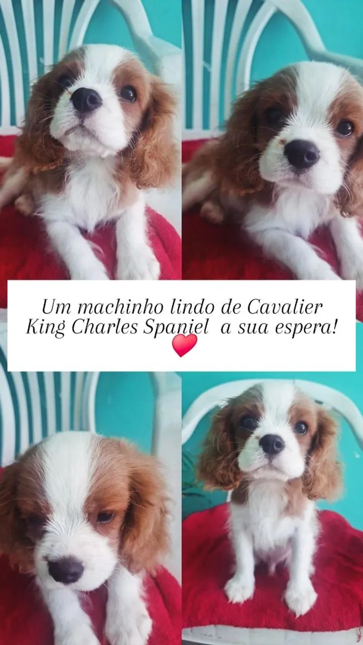 Machinho Cavalier King Charles Spaniel 