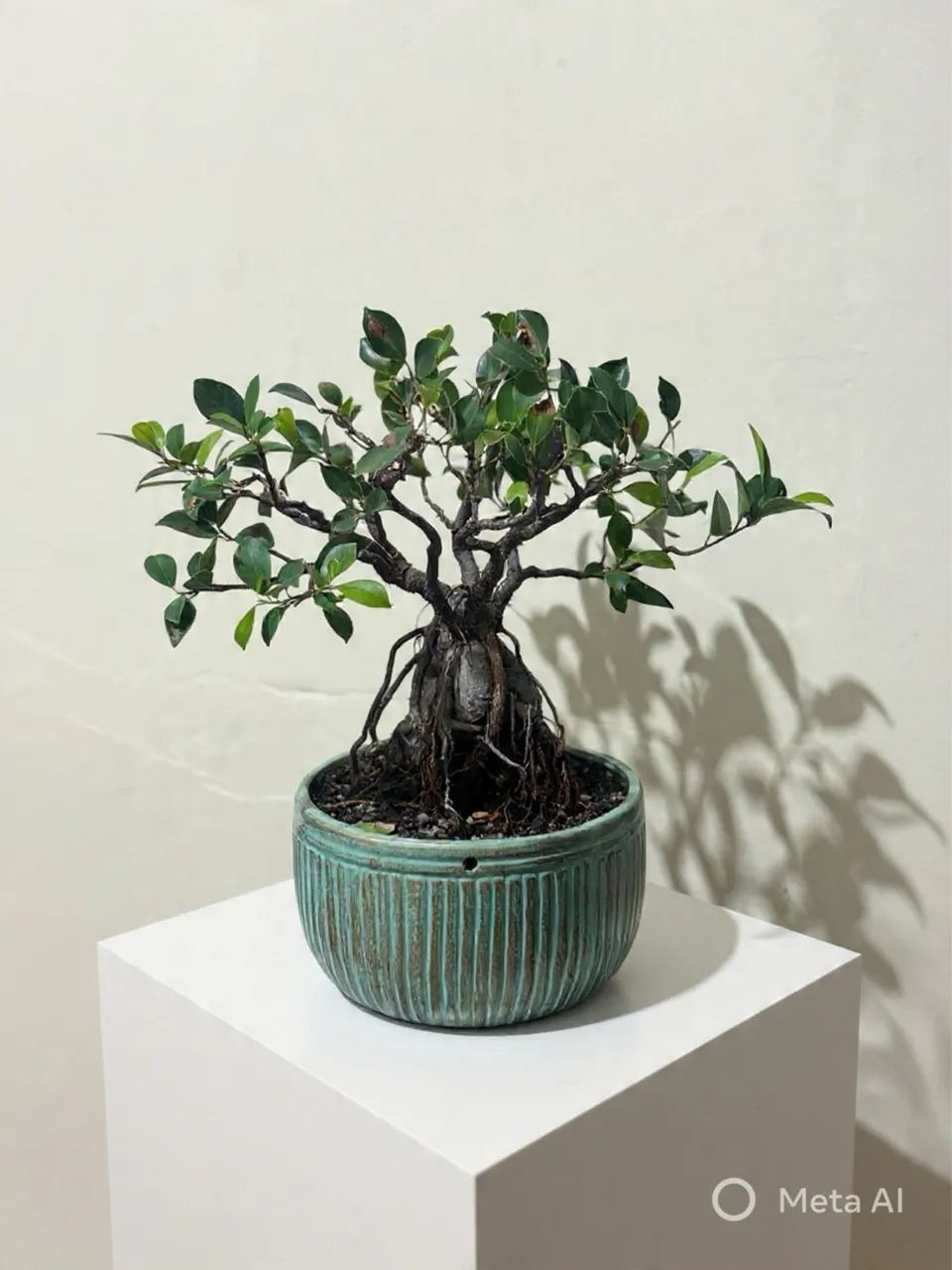 Bonsai de fícus 