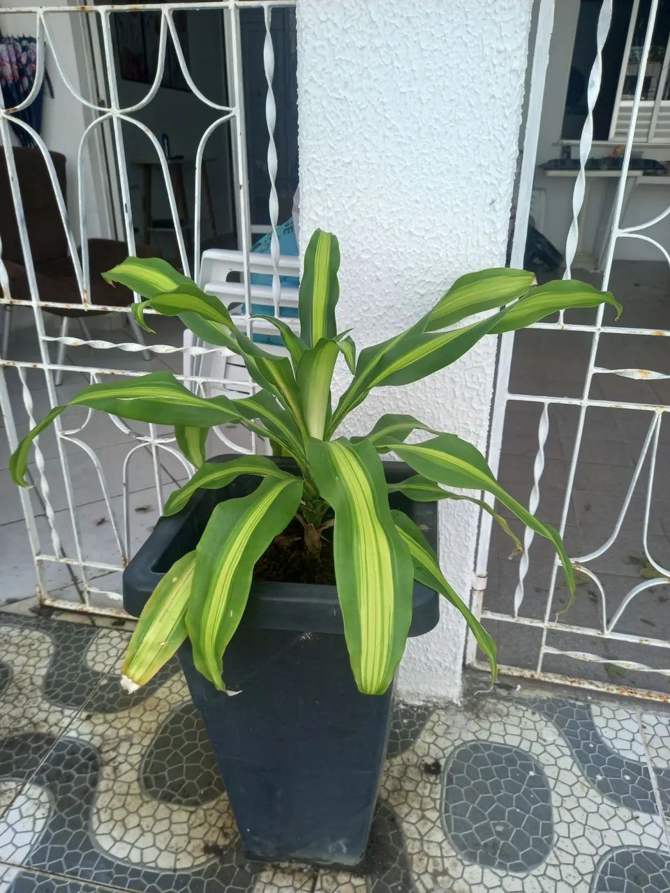 Plantas 