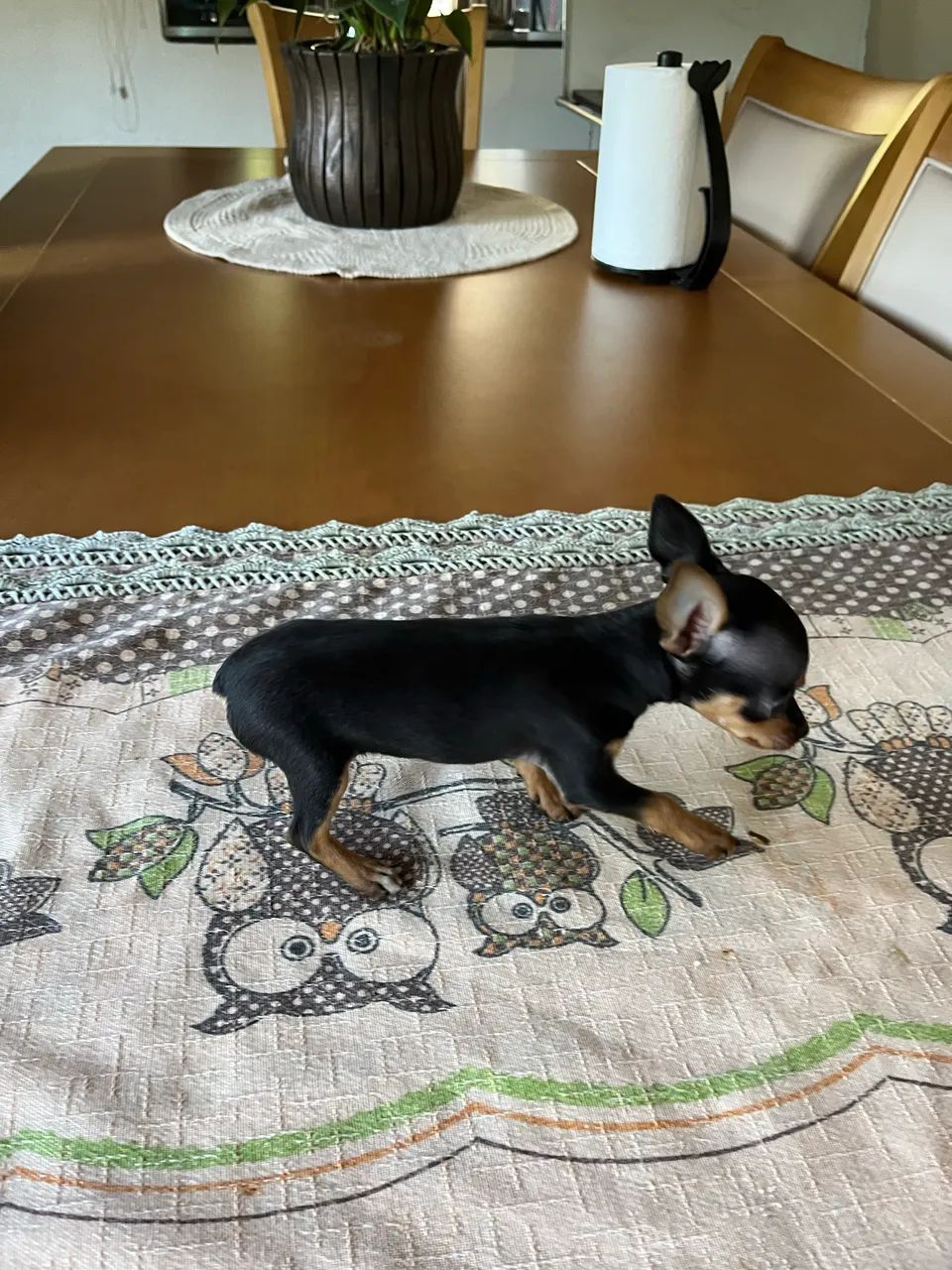 Pinscher Zero - Foto 2