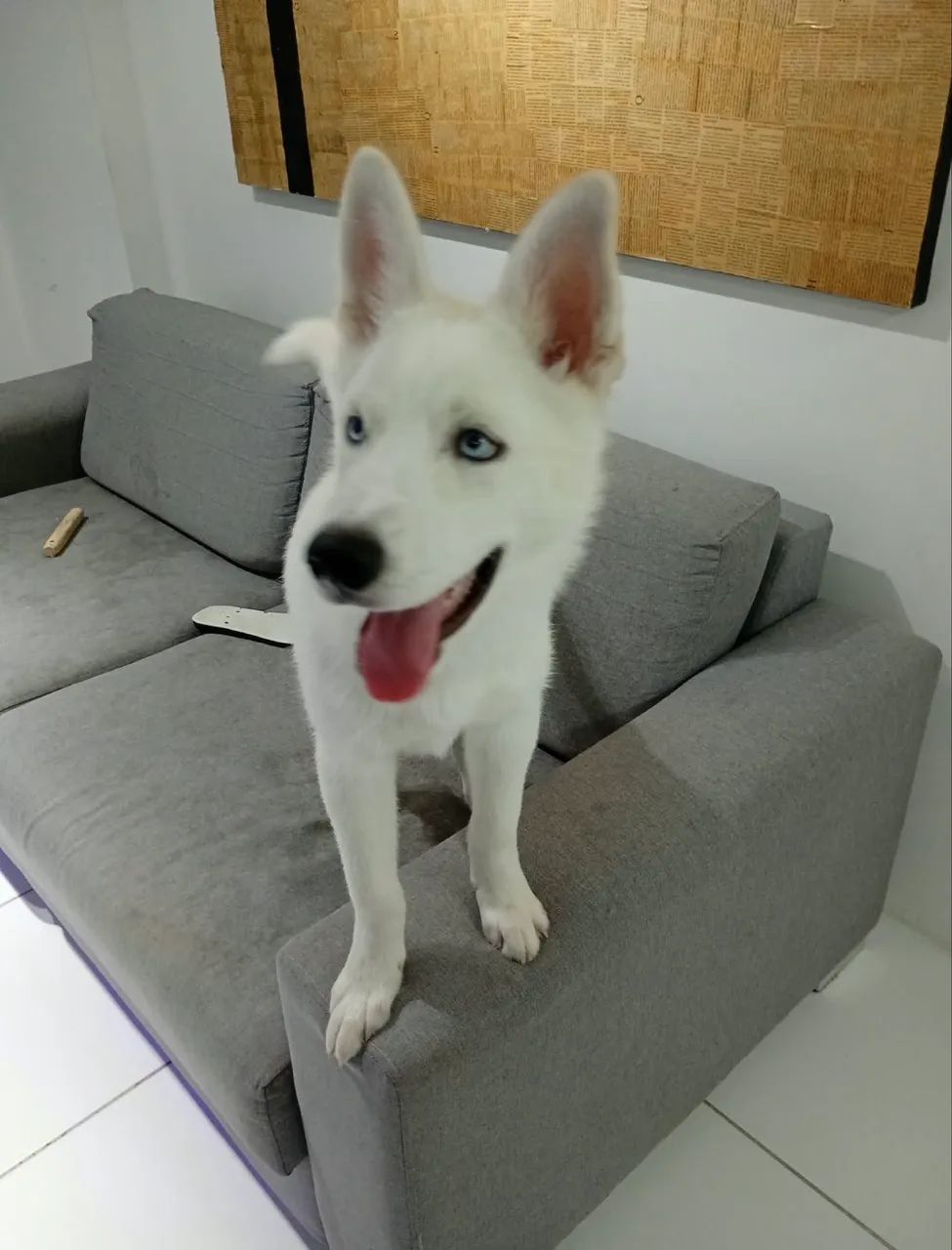 Husky 4 meses - Foto 4