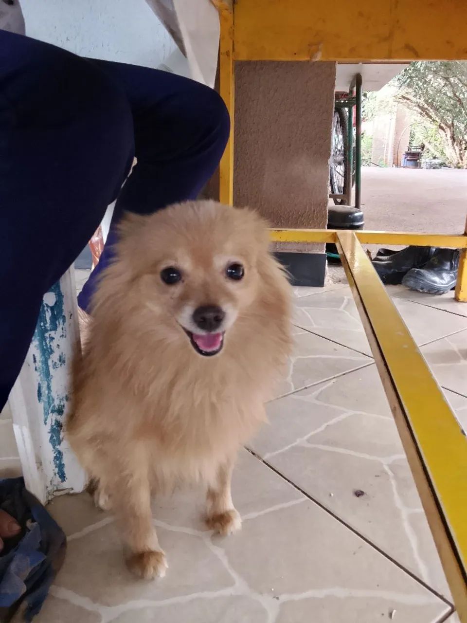 Lulu da Pomerânia  - Foto 3