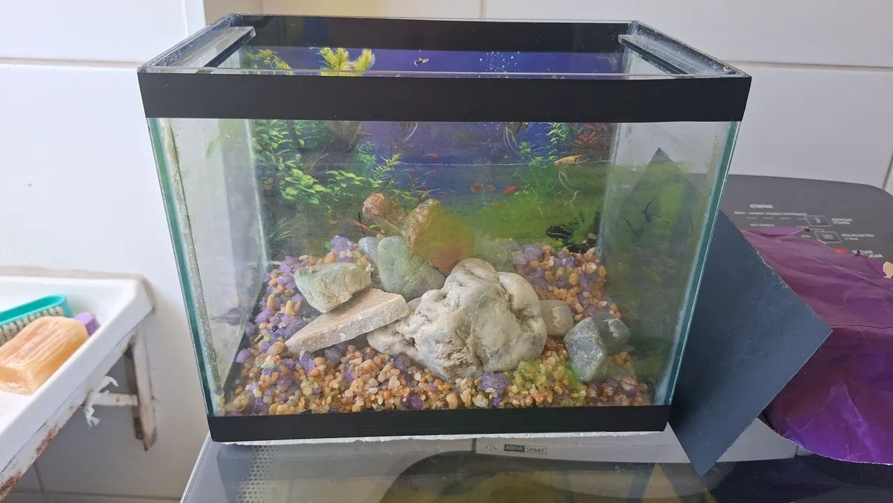 Aquario.