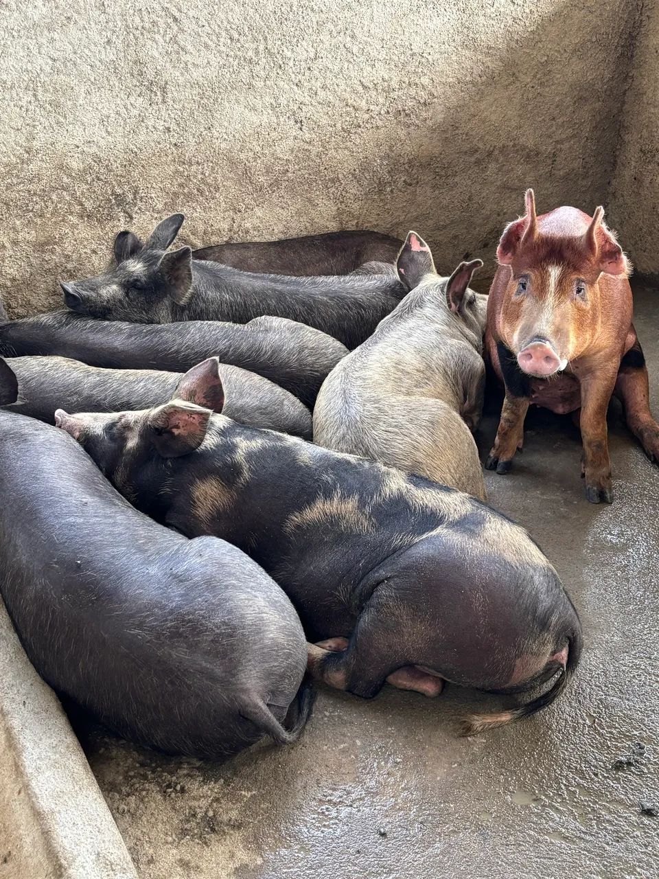 Porco / leitão/ suíno  - Foto 6