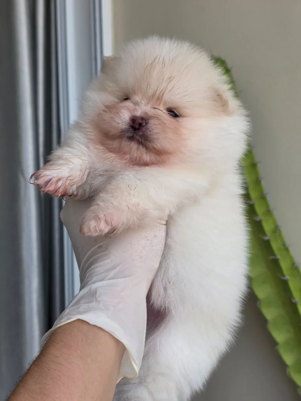 Lulu da pomerania - Spitz Alemão 