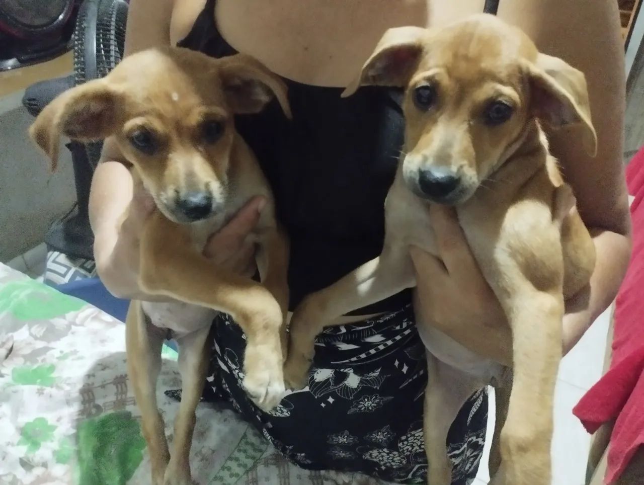 Cachorras