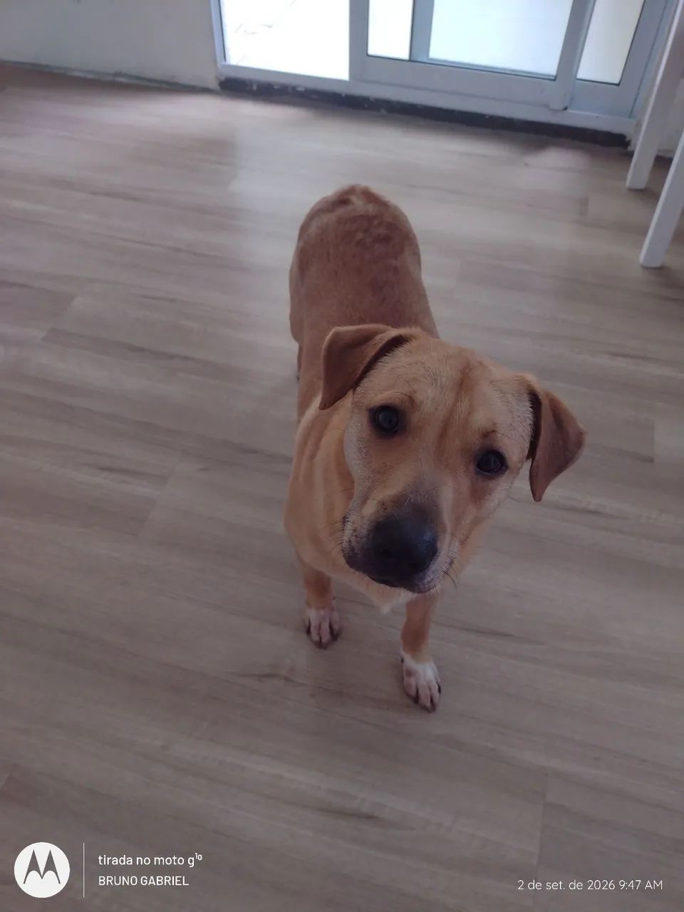 Cachorro pra adoção  - Foto 2