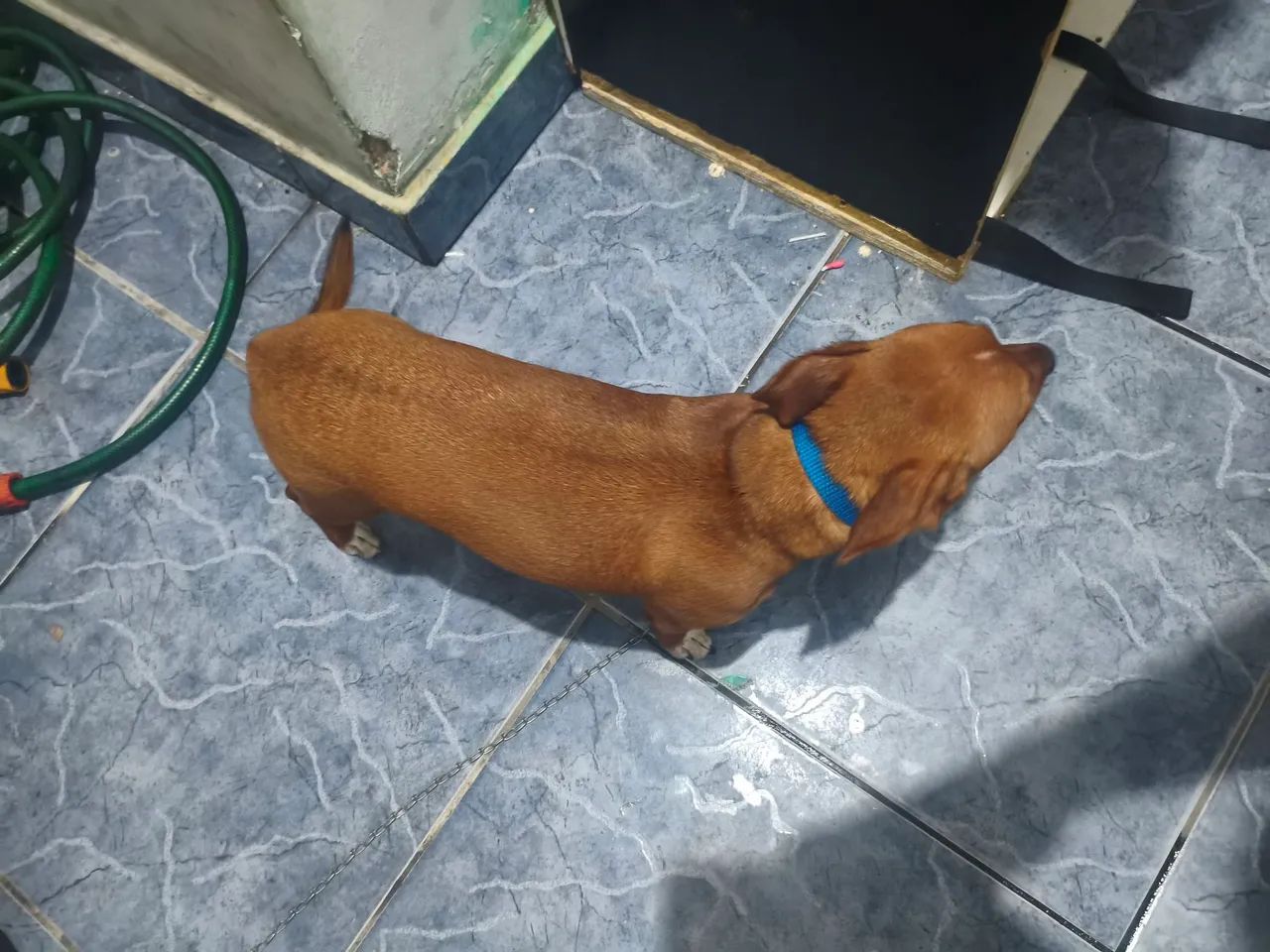 Doação de cachorro 