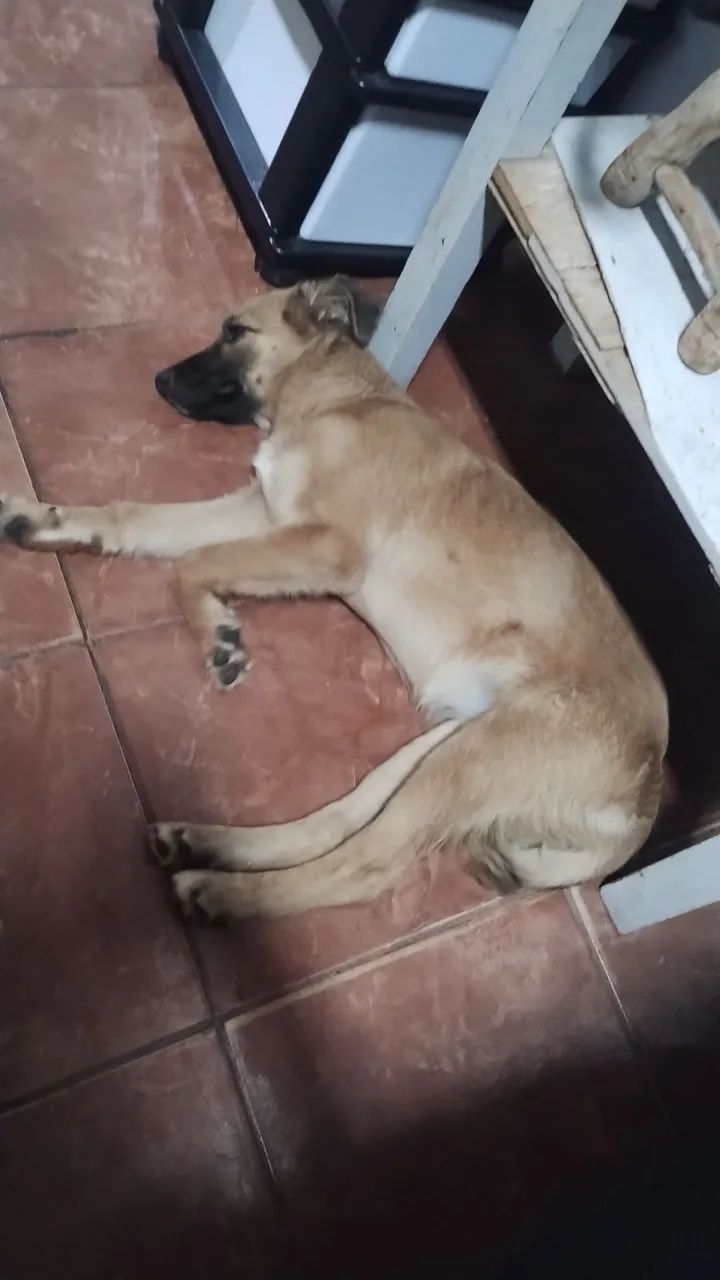 Doase cachorrinha filhote porte grande  - Foto 2