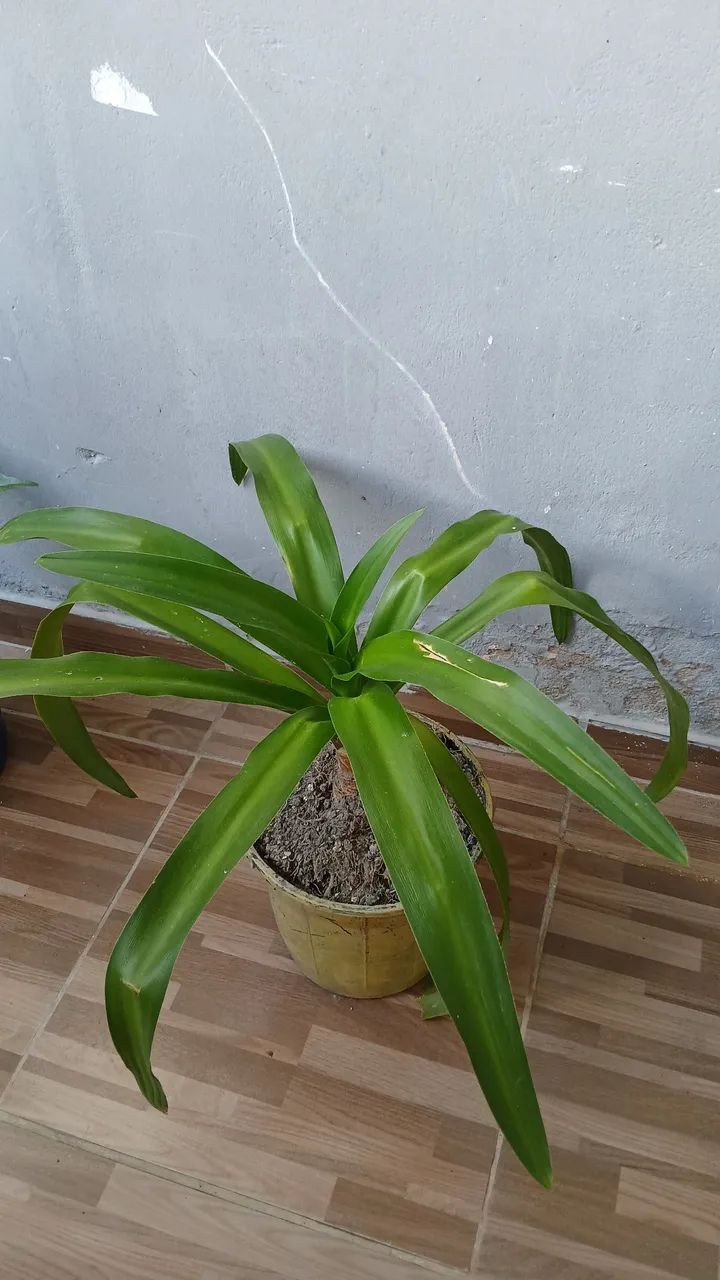 Vende se plantas - Foto 3