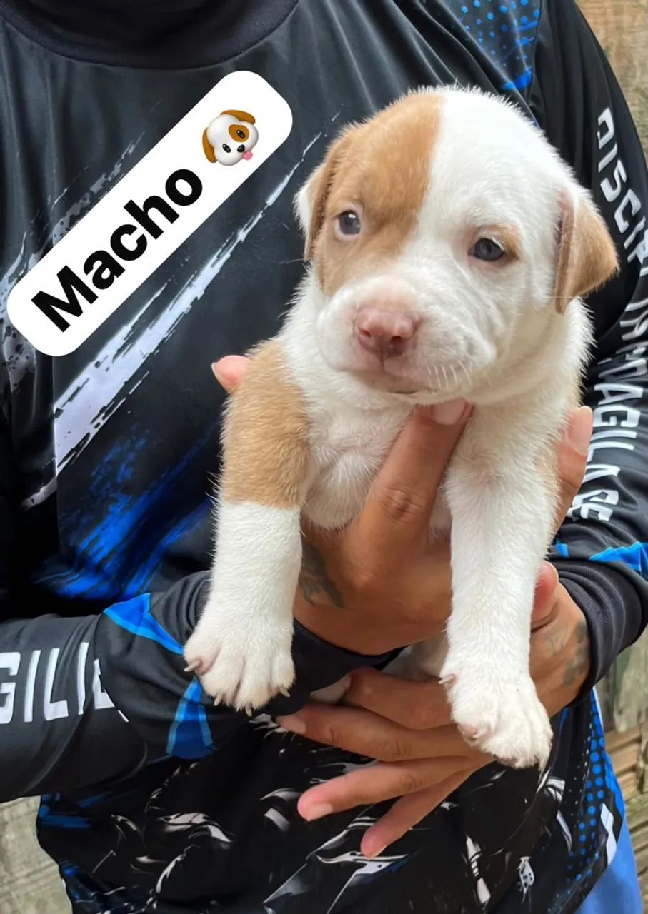 Pitbull original  - Foto 3