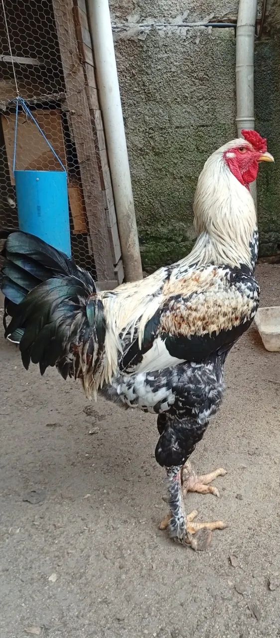 Galo 600,00 reais - Foto 3