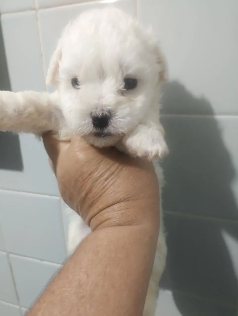 Pet - Foto 2