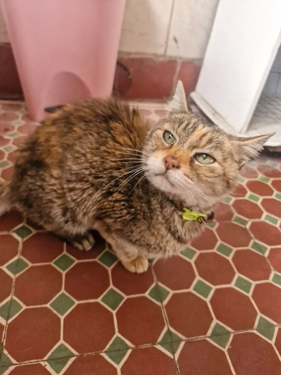Linda Gatinha Para Doação Dócil e Super Carinhosa - Foto 3