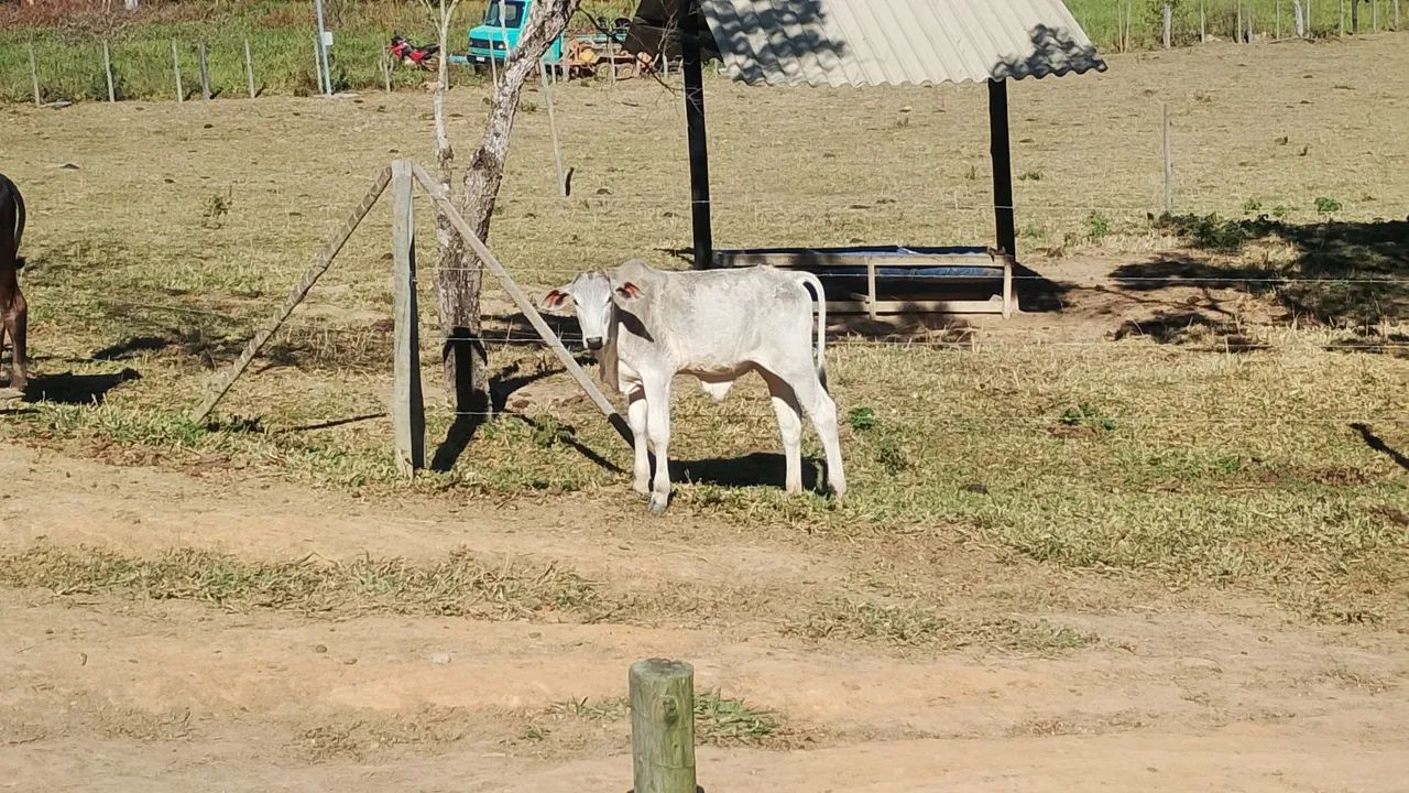 Bezerro  - Foto 4