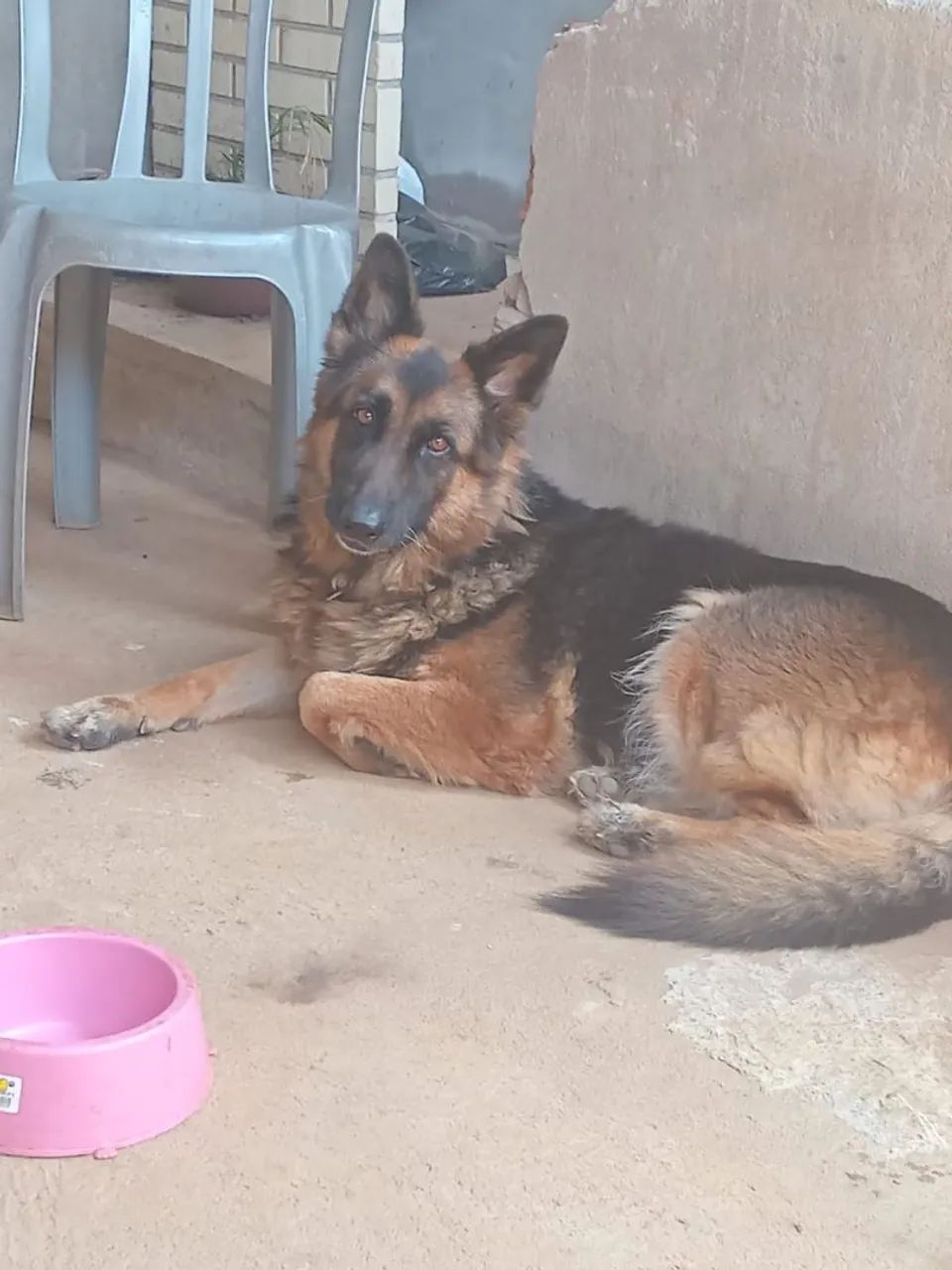 Kyara Adoção 