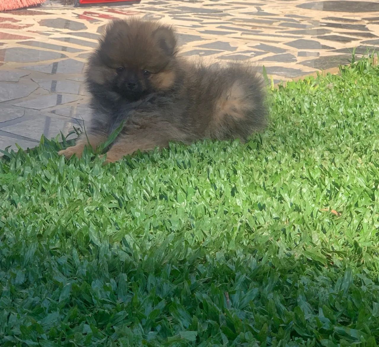 Spitz alemão  - Foto 3