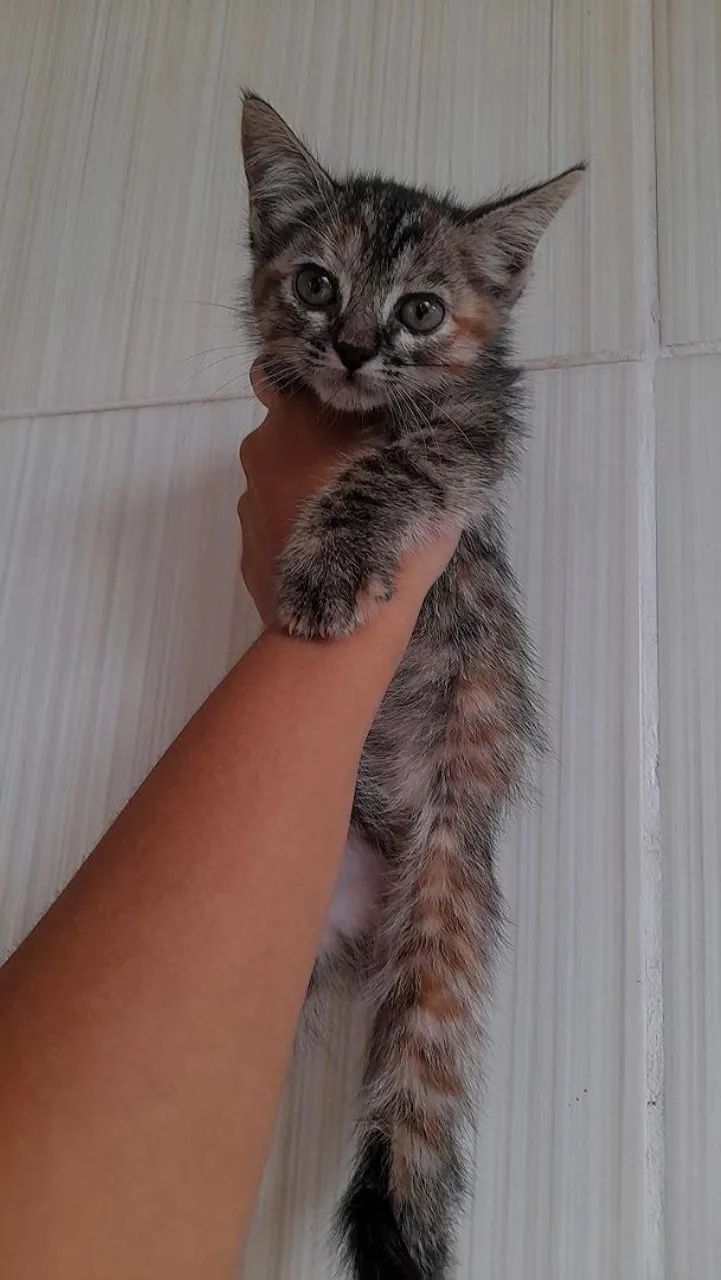 Procurando um lar - Foto 6