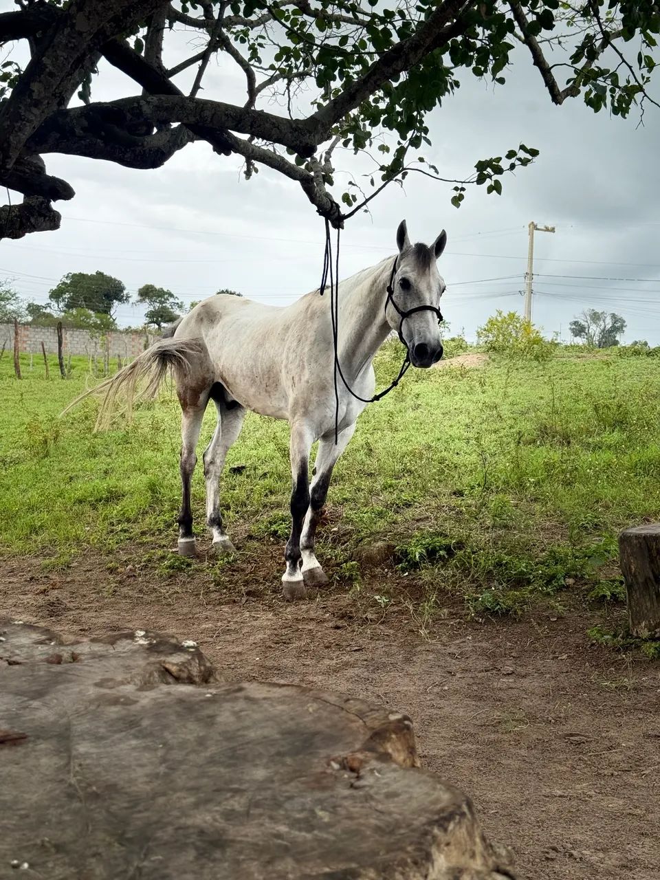 Cavalo mangalarga  - Foto 3