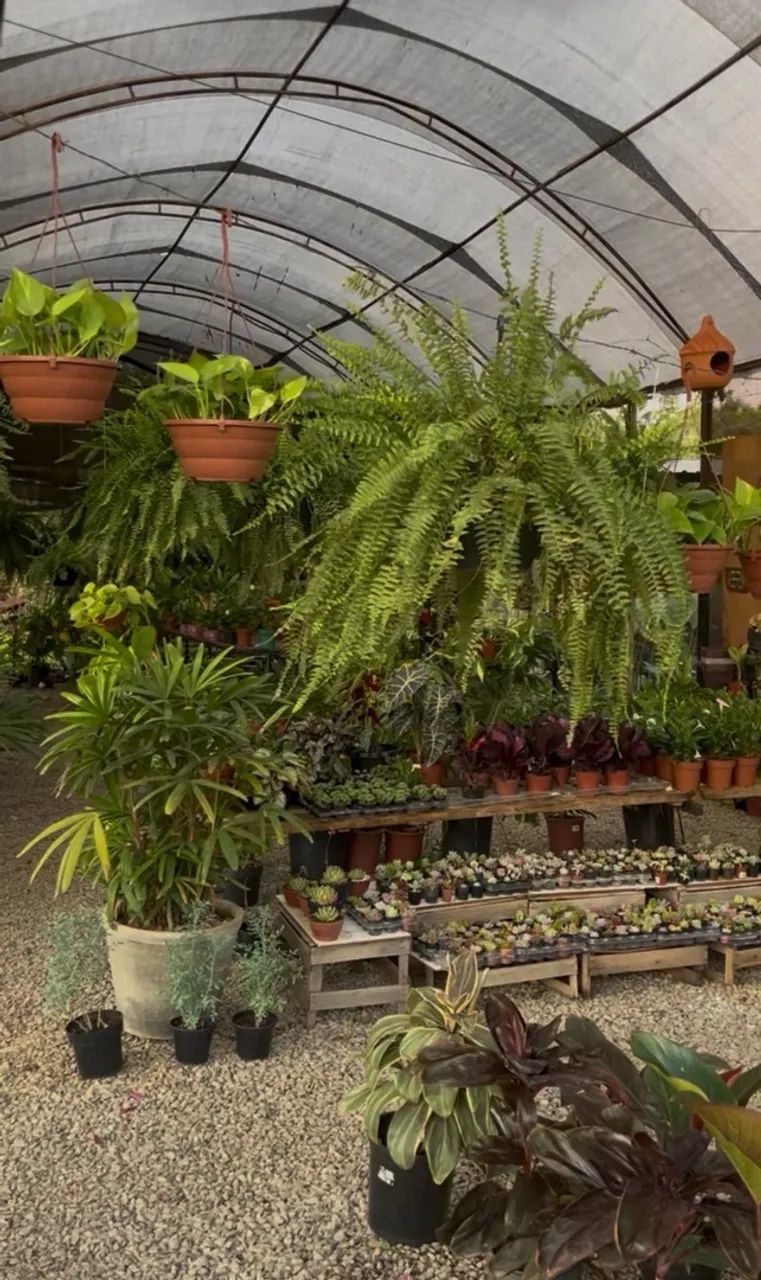 Vende-se viveiro de plantas  - Foto 3