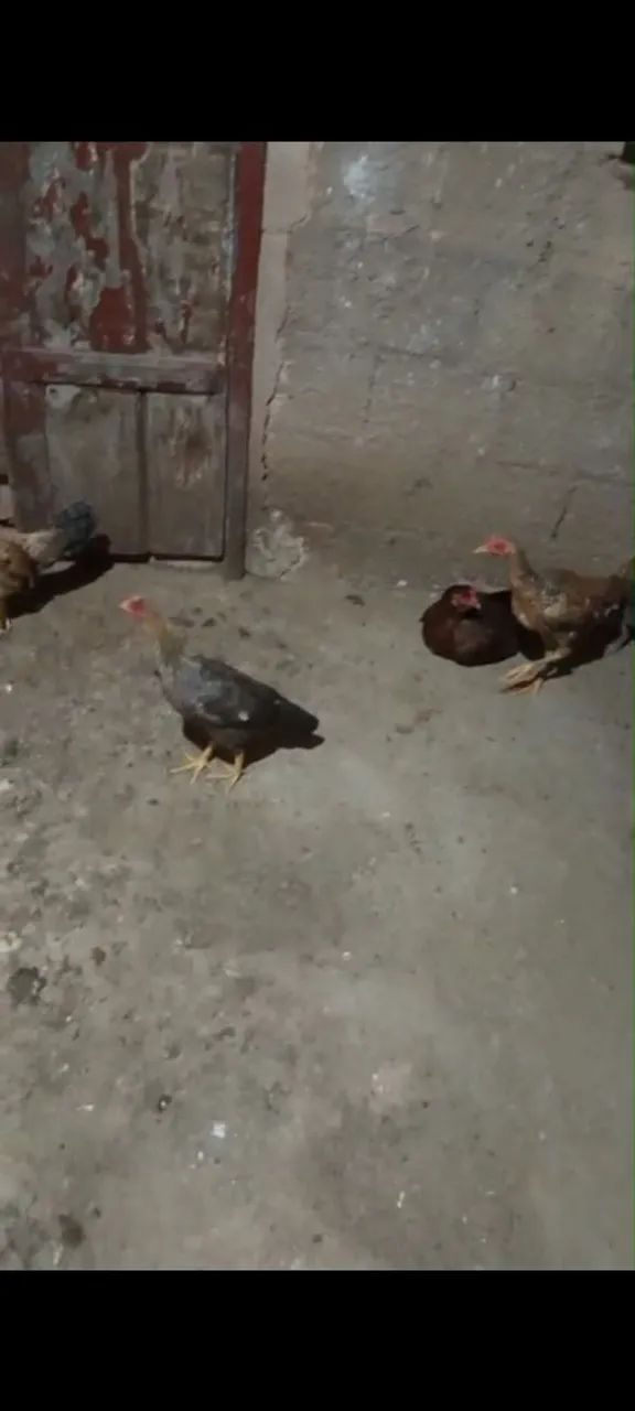 Vende - frangas média e um frango médio caipira  - Foto 2